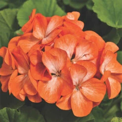 Pinto&trade; Orange Bicolor Hybrid Geranium