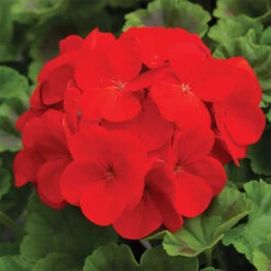 Pinto&trade; Deep Red Hybrid Geranium
