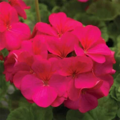 Pinto&trade; Violet Hybrid Geranium