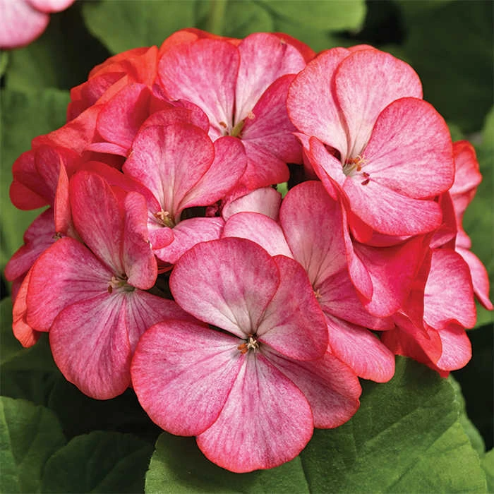 Pinto™ Rose Bicolor Hybrid Geranium 1 Pinto™ Rose Bicolor Hybrid Geranium