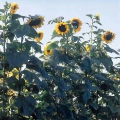 American Giant Hybrid Sunflower