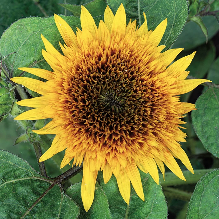 Firefox Sunflower 1 Firefox Sunflower