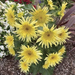 Lemon Cutie&trade; Hybrid Sunflower