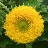 Gummy Bear Sunflower