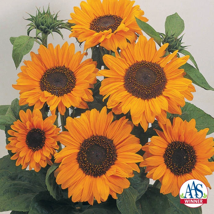 Soraya Sunflower 1 Soraya Sunflower