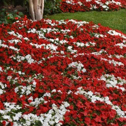Beacon&reg; Red White Mix Impatiens