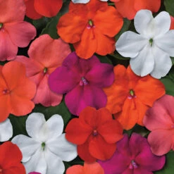 Beacon&reg; Select Mix Hybrid Impatiens