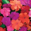 Xtreme&trade; Tango Impatiens Mix