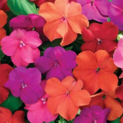 Xtreme&trade; Tango Impatiens Mix
