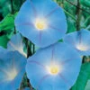 Heavenly Blue Morning Glory