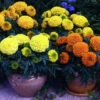Antigua&trade; Mix Hybrid Marigold