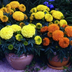 Antigua&trade; Mix Hybrid Marigold