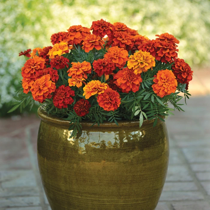 Fireball Marigold 1 Fireball Marigold