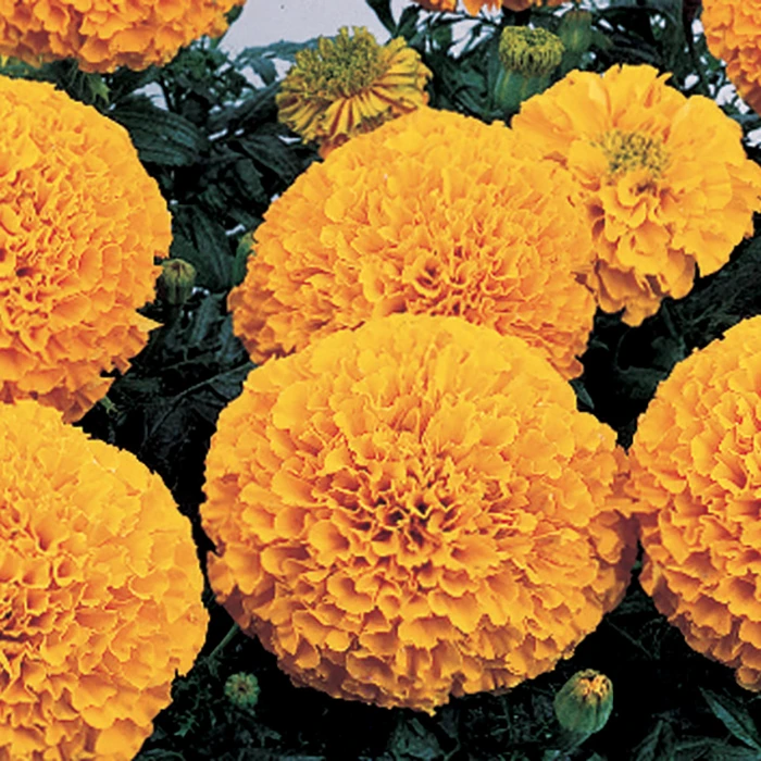 Inca II™ Orange Hybrid Marigold 1 Inca II™ Orange Hybrid Marigold