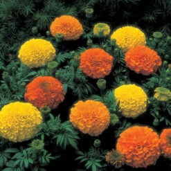 Inca II&trade; Hybrid Marigold Mix