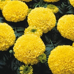 Marvel&trade; II Yellow Hybrid Marigold