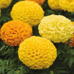 Marvel&trade; II Mix Hybrid Marigold