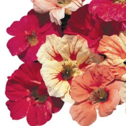 Caribbean Cocktail Nasturtium