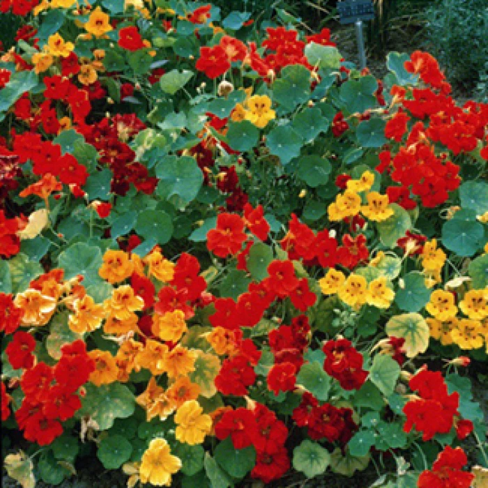 Giant Climbing Mix Nasturtiums 1 Giant Climbing Mix Nasturtiums