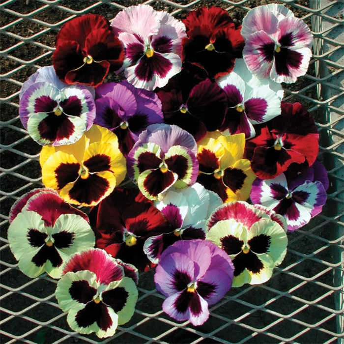 Majestic Giants II Hybrid Mix Pansies 1 Majestic Giants II Hybrid Mix Pansies
