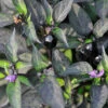 Black Hawk Hybrid Ornamental Pepper