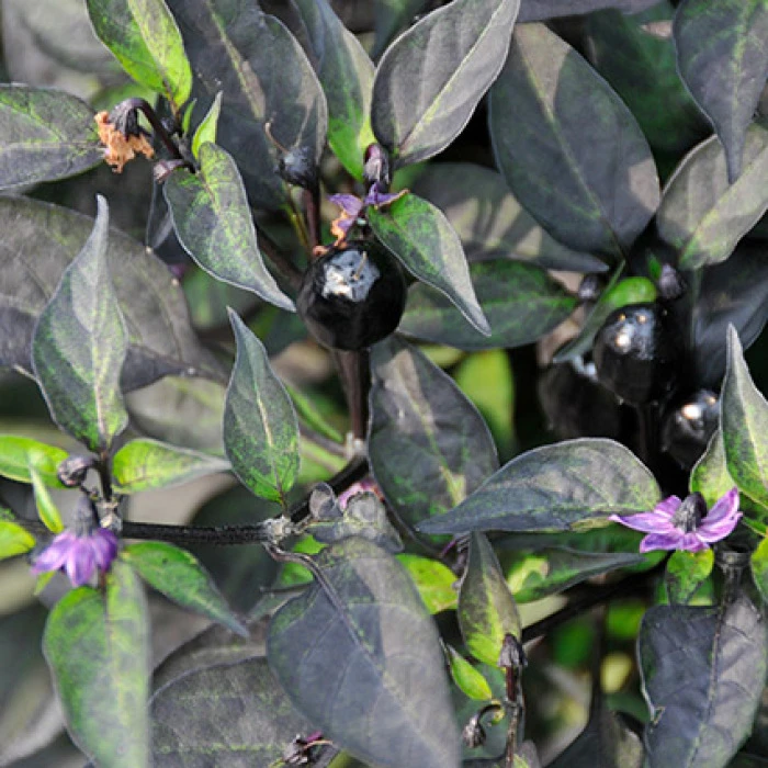 Black Hawk Hybrid Ornamental Pepper 1 Black Hawk Hybrid Ornamental Pepper