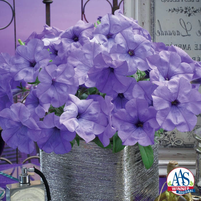 Evening Scentsation Hybrid Petunia 1 Evening Scentsation Hybrid Petunia