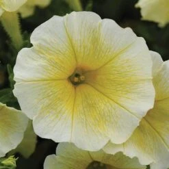 Easy Wave&reg; Yellow Hybrid Petunia