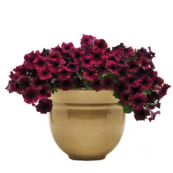 Burgundy Velour Easy Wave&reg; Hybrid Petunia