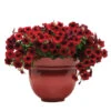 Red Velour Easy Wave&reg; Hybrid Petunia