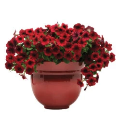 Red Velour Easy Wave&reg; Hybrid Petunia