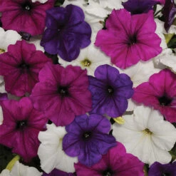 Easy Wave&reg; Great Lakes Mix Petunia