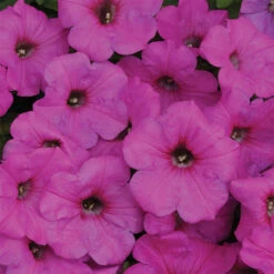 Neon Rose Easy Wave&reg; Hybrid Petunia