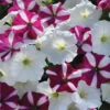 Starfish Mix Easy Wave&reg; Hybrid Petunia