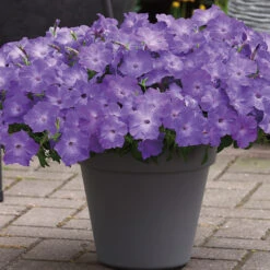 Lavender Sky Blue Easy Wave&reg; Petunia