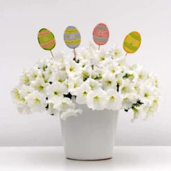 White Easy Wave&reg; Hybrid Petunia