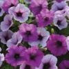 Plum Pudding Easy Wave&reg; Hybrid Petunia