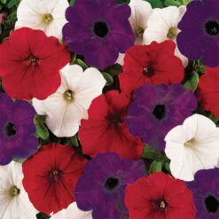 Flag Mix Easy Wave&reg; Hybrid Petunia
