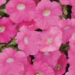 Rose Shock Wave&reg; Petunia