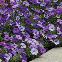 Denim Shock Wave&reg; Hybrid Petunia