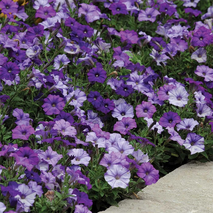 Denim Shock Wave® Hybrid Petunia 1 Denim Shock Wave® Hybrid Petunia