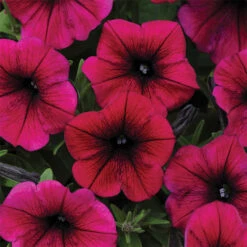 Deep Purple Shock Wave&reg; Hybrid Petunia