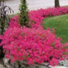 Hot Pink Tidal Wave&reg; Hybrid Petunia