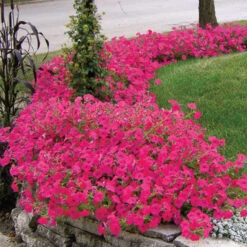 Hot Pink Tidal Wave&reg; Hybrid Petunia