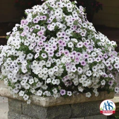 Silver Tidal Wave&reg; Hybrid Petunia