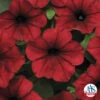 Red Velour Tidal Wave&reg; Hybrid Petunia