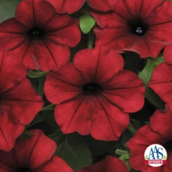 Red Velour Tidal Wave&reg; Hybrid Petunia