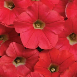 Coral Crush Shock Wave&reg; Hybrid Petunia