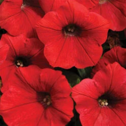 Red Shock Wave&reg; Hybrid Petunia