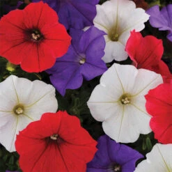 Shock Wave&reg; Volt Mix Petunia